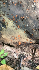 Scutellinia