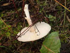 Lepiota erminea
