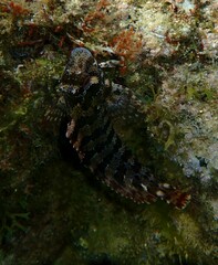 Parablennius gattorugine