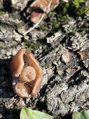 Fungi
