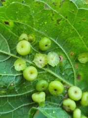 Pachypsylla celtidisasterisca