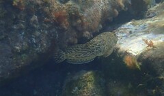 Parablennius sanguinolentus