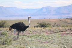 Struthio camelus australis
