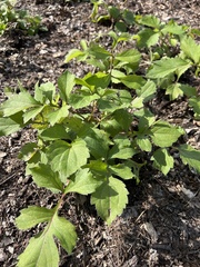 Rudbeckia laciniata