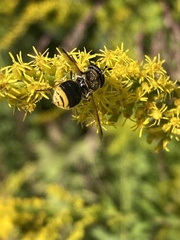 Hoplitimyia mutabilis