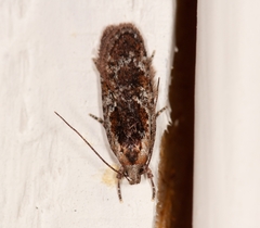 Agonopterix hypericella