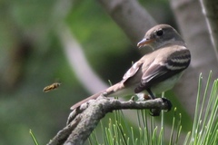 Empidonax traillii traillii