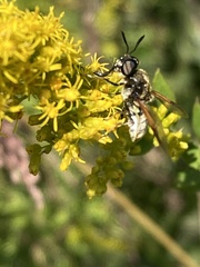 Hoplitimyia mutabilis