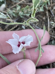 Convolvulus equitans