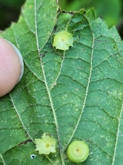 Pachypsylla celtidisasterisca