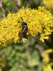 Hoplitimyia mutabilis