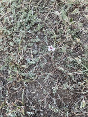 Convolvulus equitans