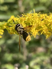 Hoplitimyia mutabilis