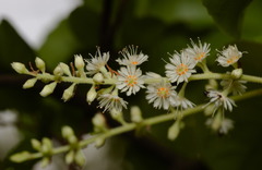 Homalium cochinchinense