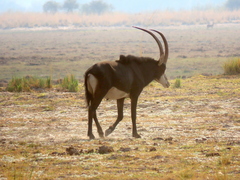 Hippotragus niger niger