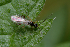 Proctotrupidae