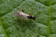 Proctotrupidae