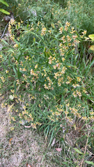 Euthamia graminifolia