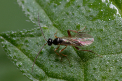 Proctotrupidae
