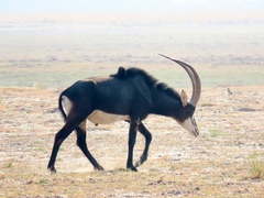 Hippotragus niger niger