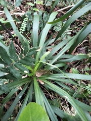 Cordyline stricta
