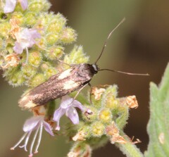 Scythris