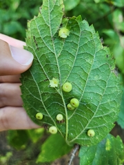 Pachypsylla celtidisasterisca