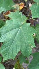 Acer nigrum