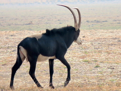 Hippotragus niger niger