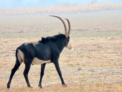 Hippotragus niger niger