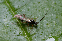 Proctotrupidae