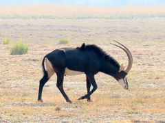 Hippotragus niger niger