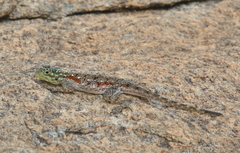 Agama lionotus