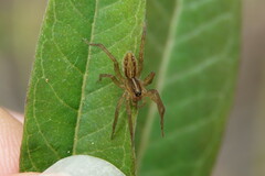 Trebacosa marxi