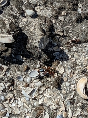 Sphex jamaicensis
