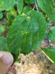 Pachypsylla celtidisasterisca