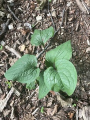 Smilax ecirrhata