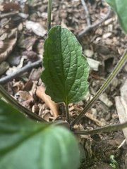 Smilax ecirrhata