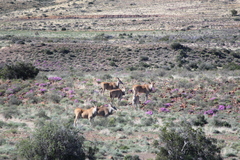 Tragelaphus oryx oryx