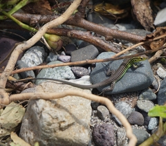 Cnemidophorus ruatanus