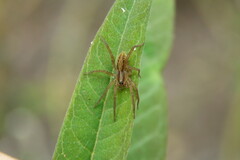 Trebacosa marxi