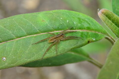 Trebacosa marxi