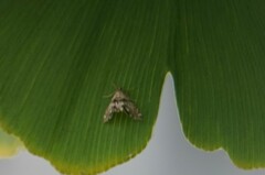 Petrophila fulicalis