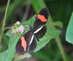 Heliconius erato