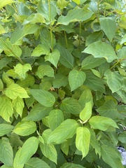 Cornales