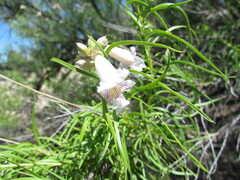Chilopsis linearis