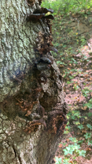 Daldinia concentrica