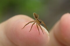 Trebacosa marxi