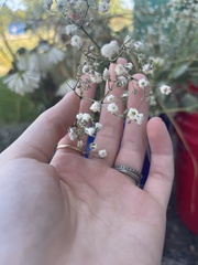 Gypsophila