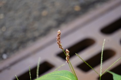 Persicaria extremiorientalis
